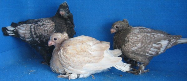 y1penPOlu5QE1_0XMxAPiUsQ-phcNS7RWUrNvRquZMwjSTbkCRhxlGLNyrdycGSJjeapjV2Z4Q3-2g