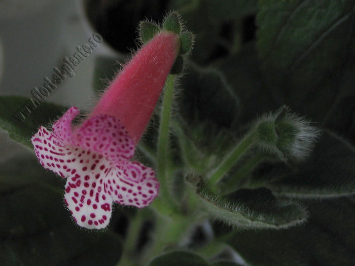 Kohleria Modroon 3