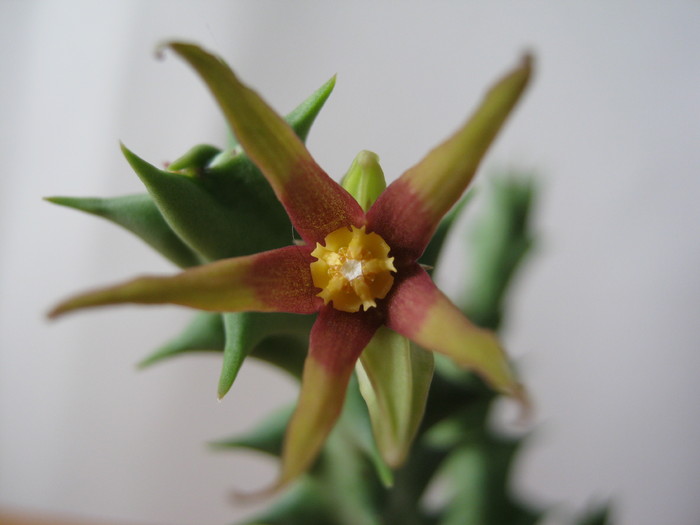 Orbea wissmannii (3) - Asclepiadaceae
