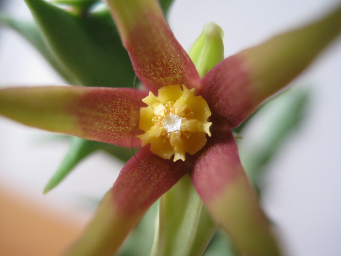 Orbea wissmannii (5) - Asclepiadaceae