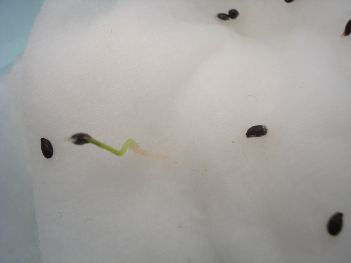 1 OCTOMBRIE,SEMINTELE SE TREZESC LA VIATA