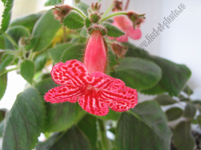 Kohleria Amabilis 8