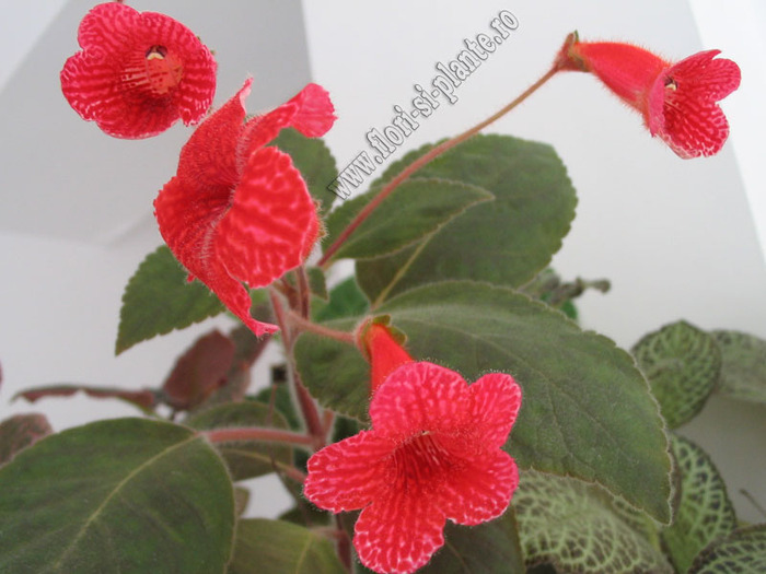 Kohleria Ryskan self 10