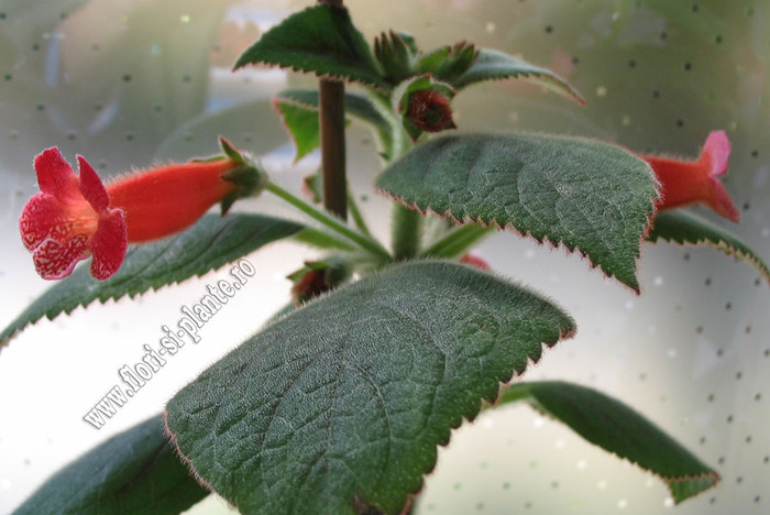 Kohleria Beethoven 10