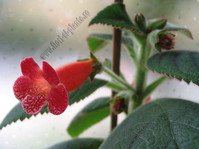 Kohleria Beethoven 11