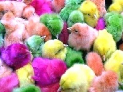 Colored Chicks - Poze artistice