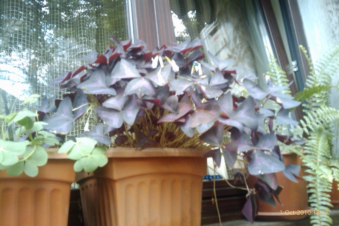 oxalis triangularis purple - oxalis