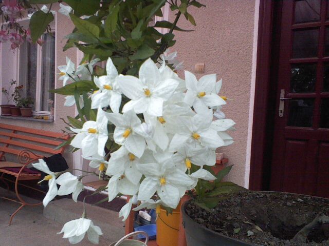 gentiana  alba; gentiana
