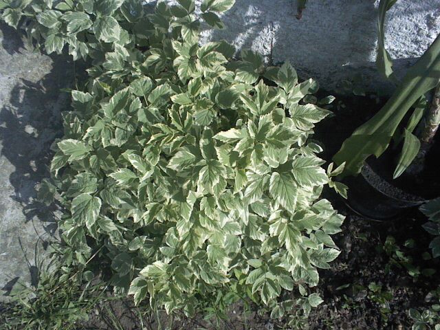 Pic0526144 - diferite flori