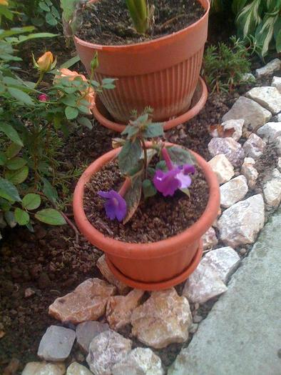 achimenes  mov - diferite flori