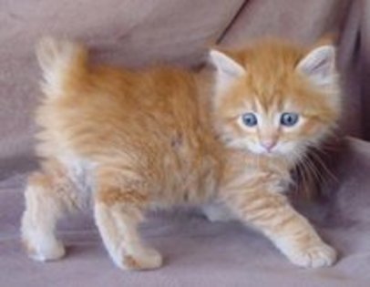 orange-cat - Pisyqtze