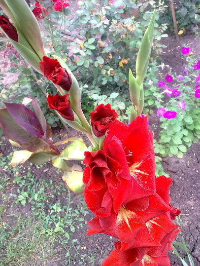photo_1560 - dalii si gladiole