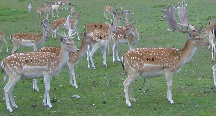 aici sant mai multi cu coarne