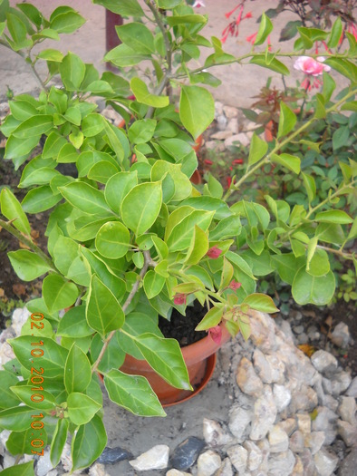 bougainvillea roz  inchis