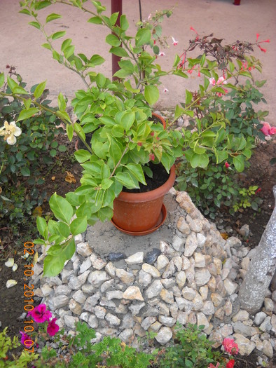 bougainvillea  roz  inchis