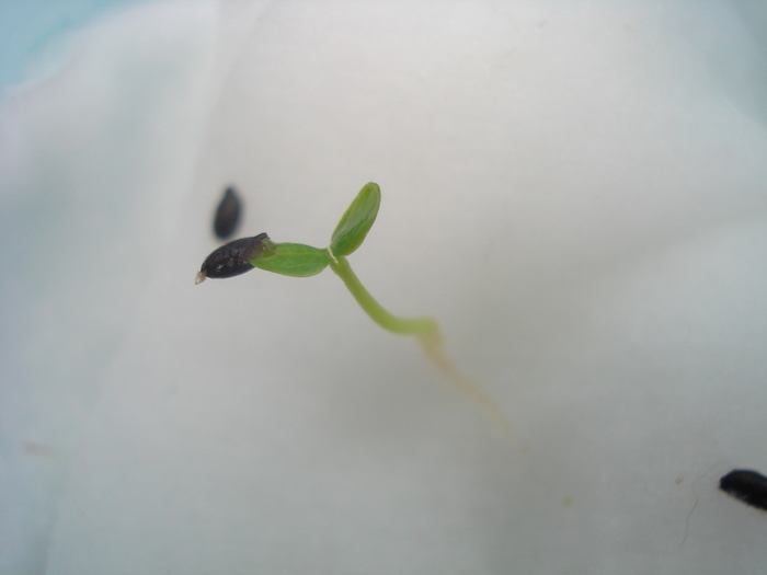 2 OCTOMBRIE-JUNIORUL