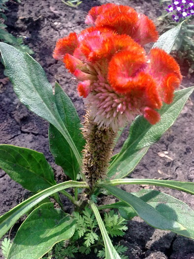 photo_1671; celosia
