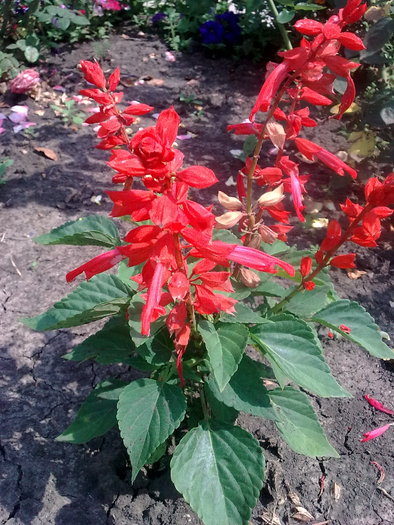 photo_1674 - salvia decorativa