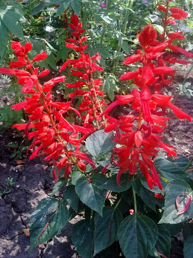 photo_1790 - salvia decorativa