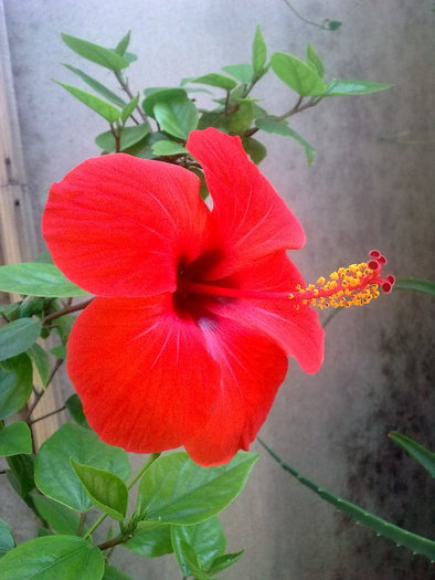 hibiscus - 1 - plante de interior