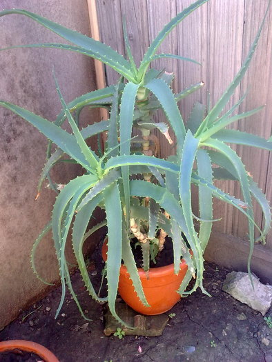 aloe verra