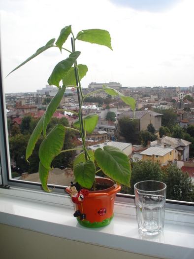 2 OCTOMBRIE-SENIORUL