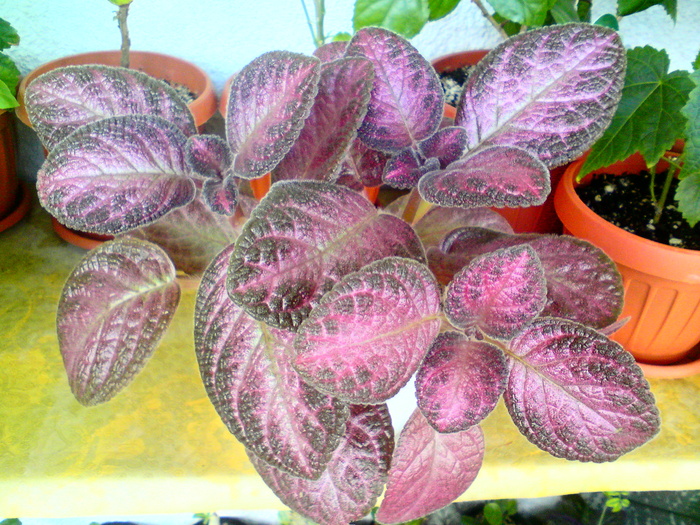 Plumberry Country (1) - Episcia