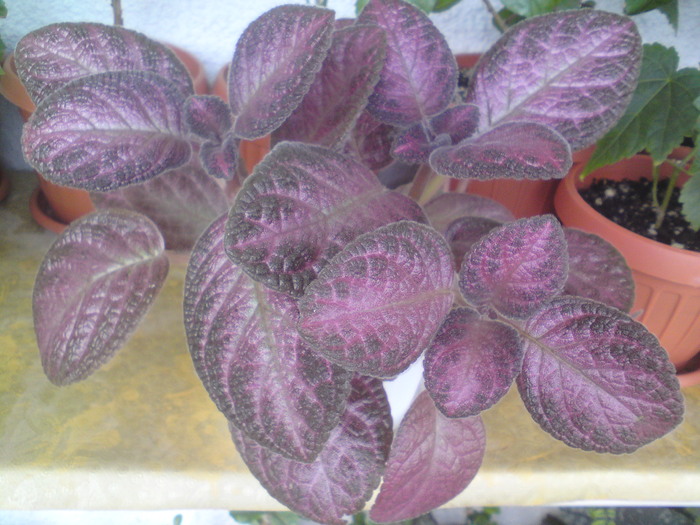 Plumberry Country - Episcia