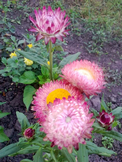 flori de pai - special plant