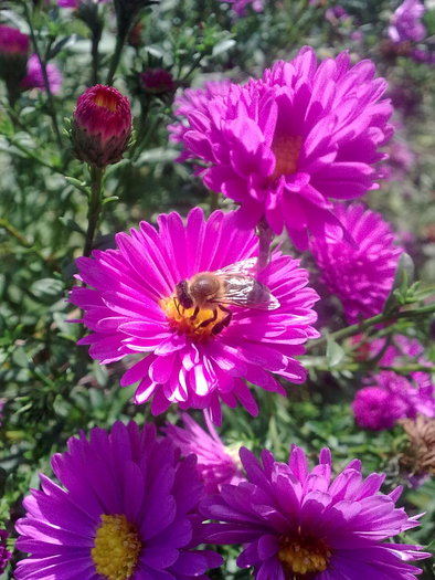 aster - special plant