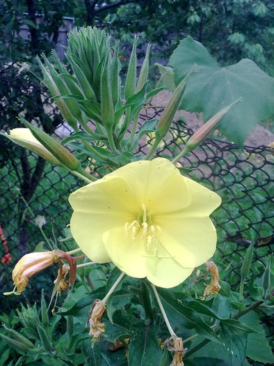 oenothera; 'oenothera macrocarpa'-planta care isi deschide seara florile instantaneu
