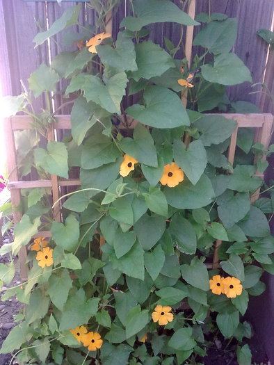 thunbergia - special plant