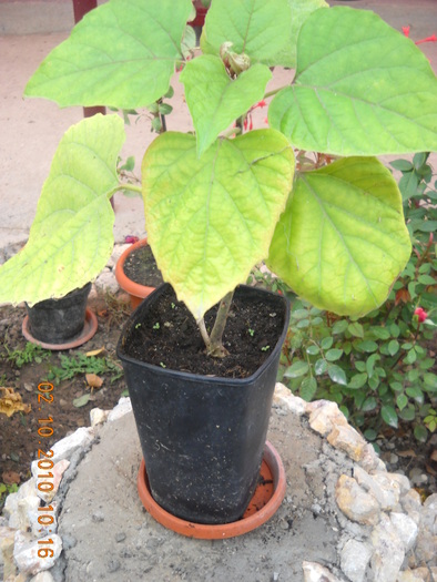 clerodendron parfumat
