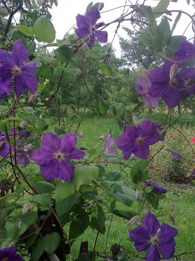 clematite; 'clematis florida'
