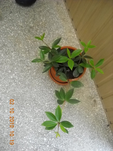 tibouchina urvilleana