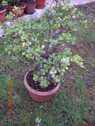 crassula arboresens