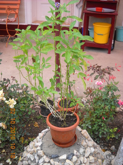 arborele  pepino