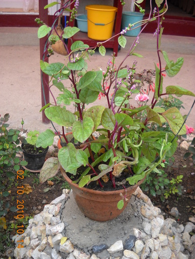 spanac  tropical