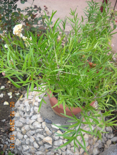 asparagus  falcatus - diferite flori