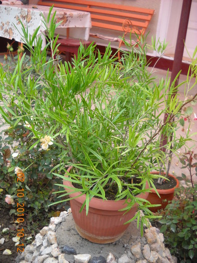 asparagus  falcatus