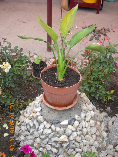 strelitzia reginae