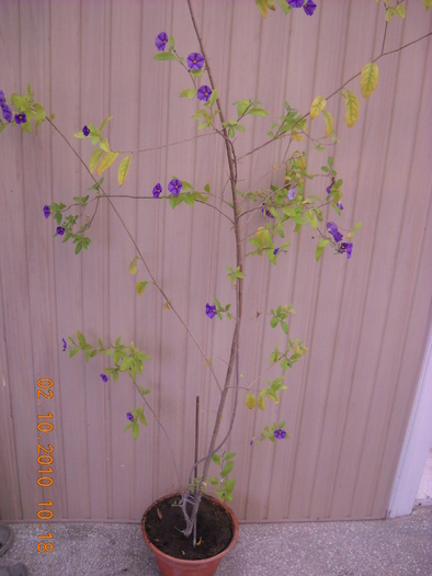 Solanum   rantonetti