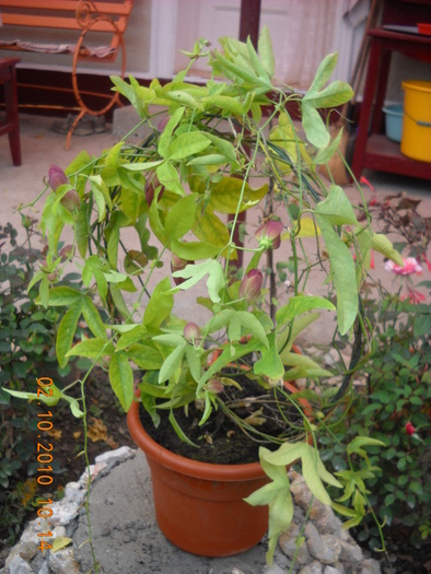 passiflora  mov dungat  cu  roz