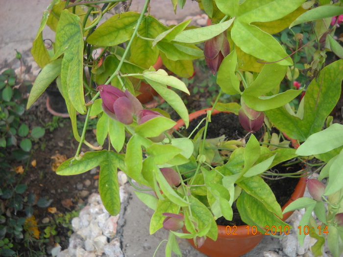 passiflora mov dungat cu roz - diferite flori