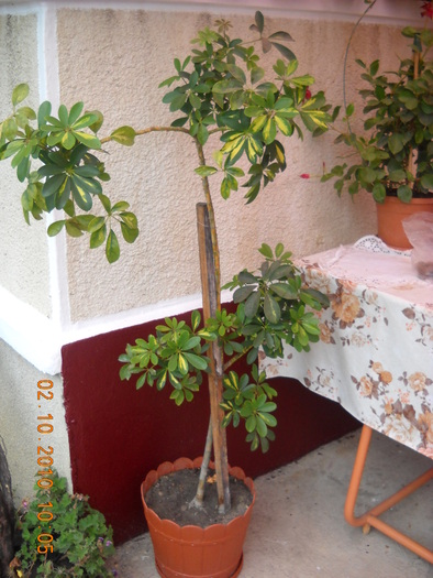 schefflera arboricola