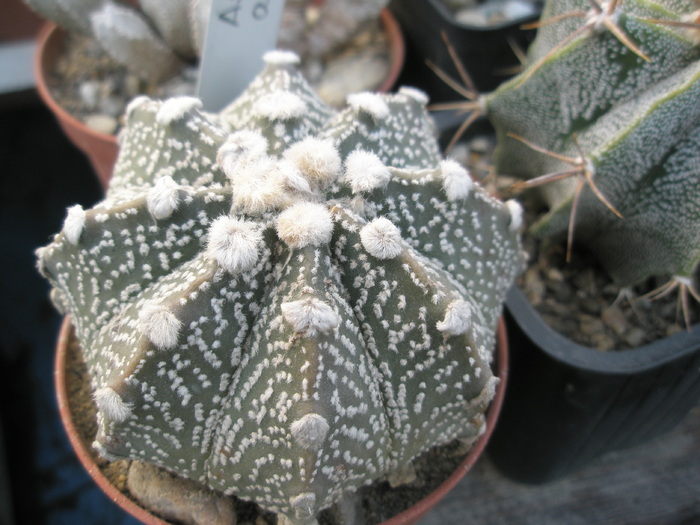 Astrophytum asterias - 16.10.2008