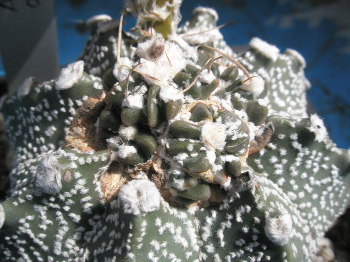 Astrophytum asterias - capul de crestere 2009 - evolutia unui Astrophytum asterias