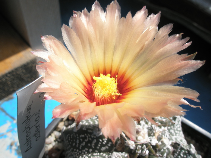 Astrophytum asterias - floare - evolutia unui Astrophytum asterias