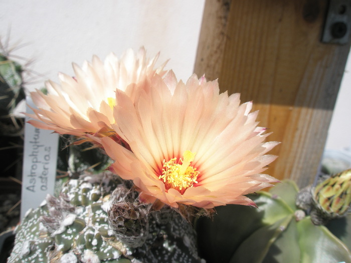 Astrophytum asterias cristat - flori 08.06 - evolutia unui Astrophytum asterias