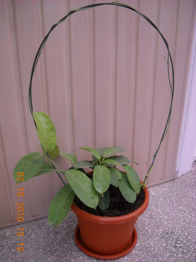 stephanotis  floribunda